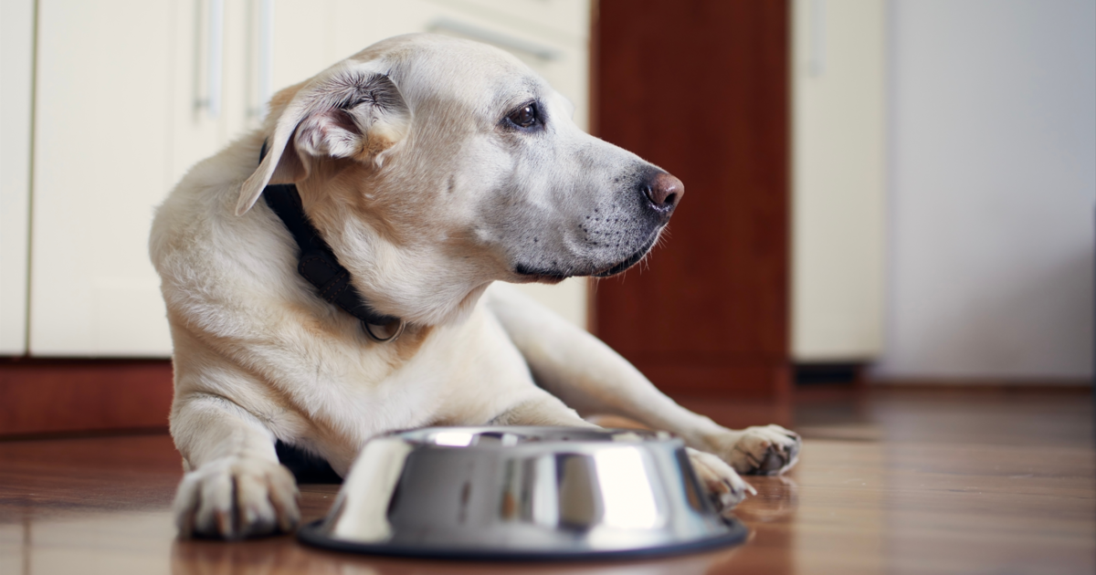 10 Best Senior Dog Food Options To Keep Your Dog Feeling Young 10 Best Senior Dog Food Options To Keep Your Dog Feeling Young