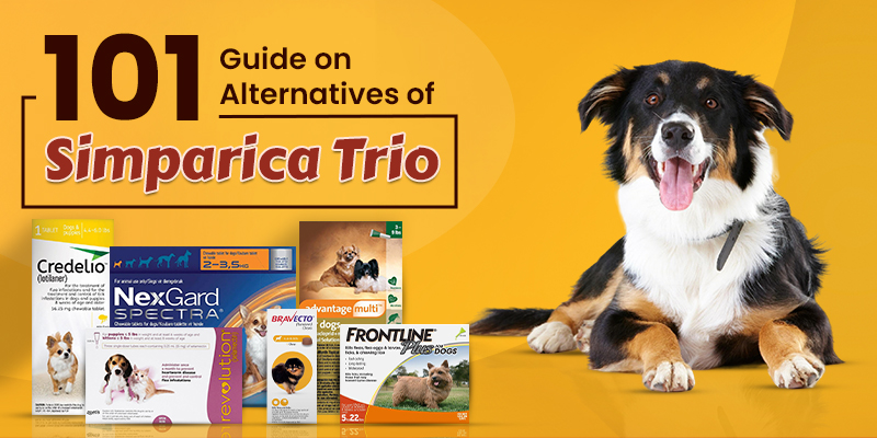 101 Guide on Alternatives of Simparica Trio 101 Guide on Alternatives of Simparica Trio