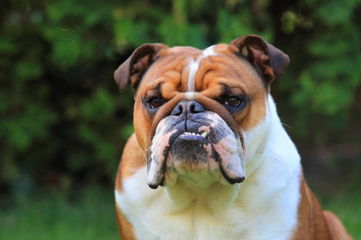 11 Dog Breeds That Could Win Gold For Stubbornness 11 Dog Breeds That Could Win Gold For Stubbornness