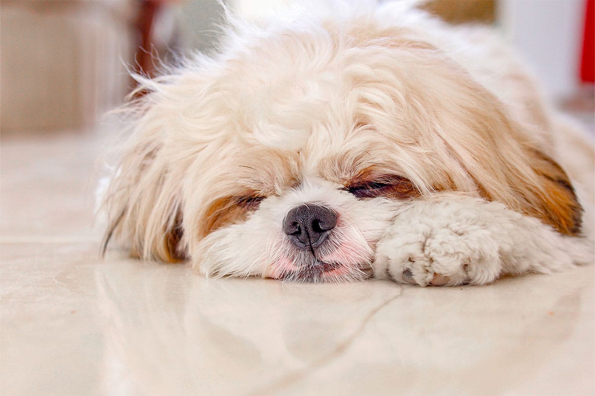 11 Sleepy Dog Breeds That Love Afternoon Naps