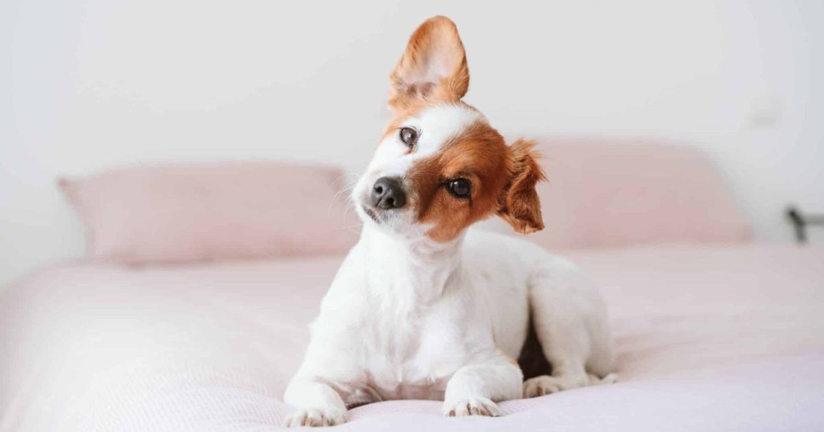11 Ways to Treat & Prevent Ear Infections in Dogs 11 Ways to Treat & Prevent Ear Infections in Dogs