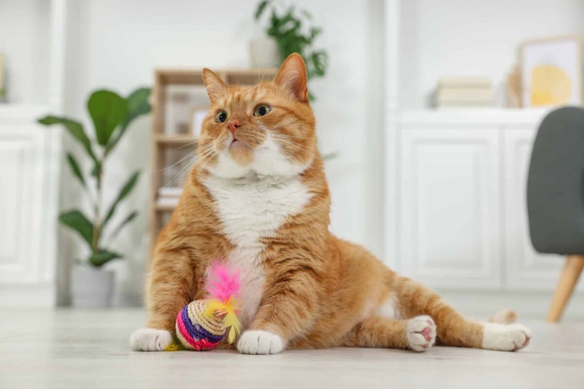 13 Clues Your Cat Has a Very Unique Personality