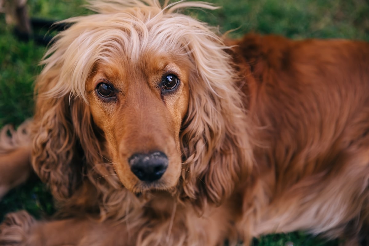 13 Dog Breeds That React Dramatically To Every Little Inconvenience 13 Dog Breeds That React Dramatically To Every Little Inconvenience