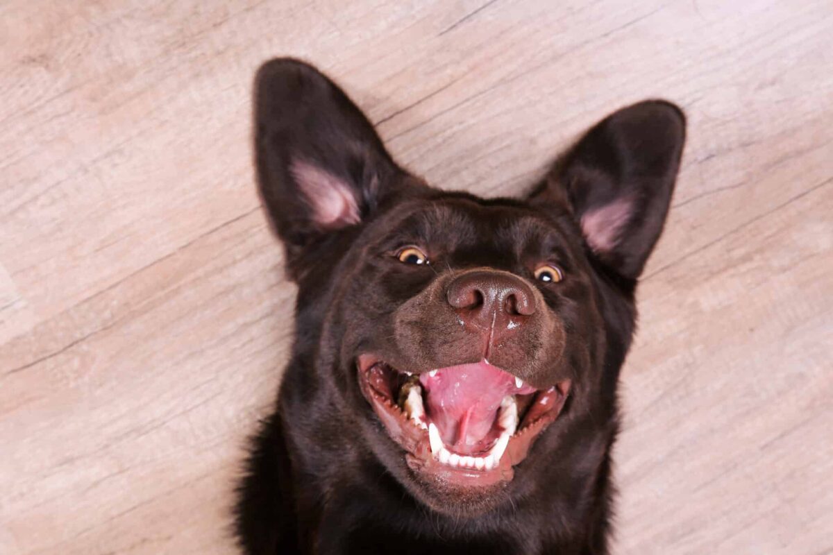 13 Funny Dog Breeds That Act Like Goofy Clowns 13 Funny Dog Breeds That Act Like Goofy Clowns