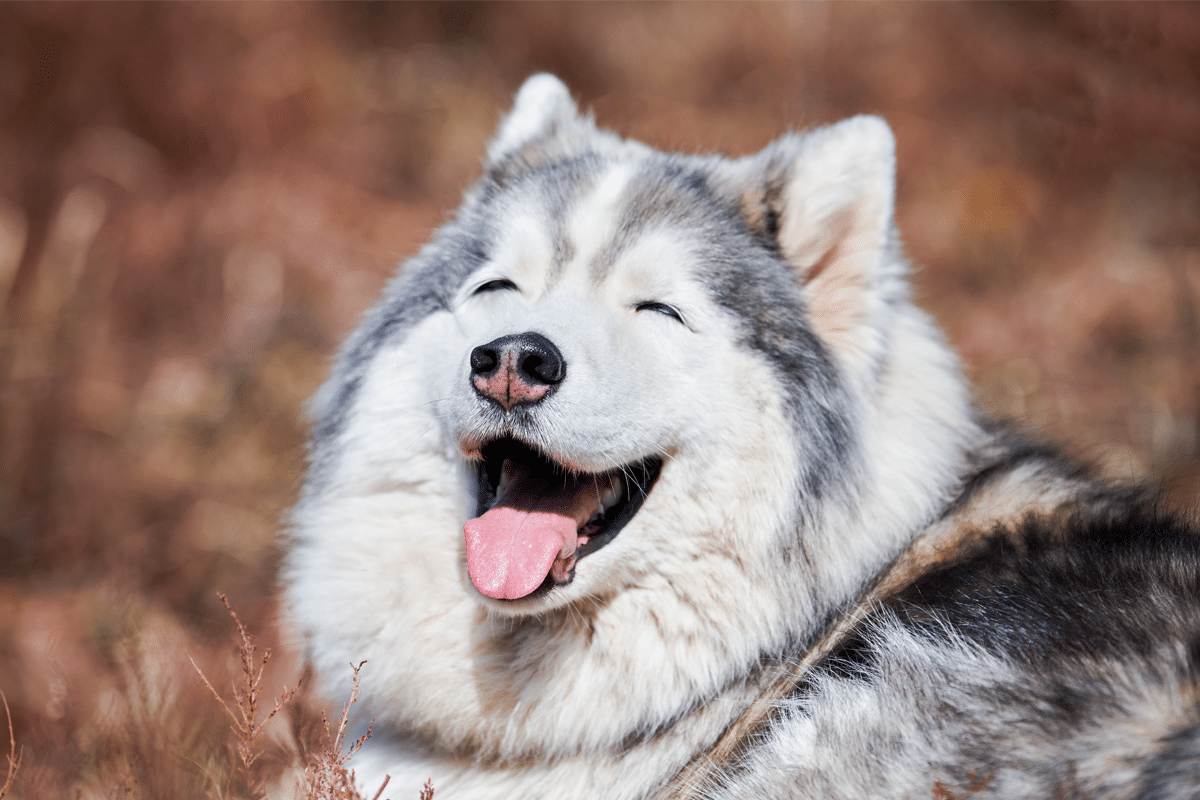 13 Mischievous Dog Breeds That Break Every Rule With A Smile