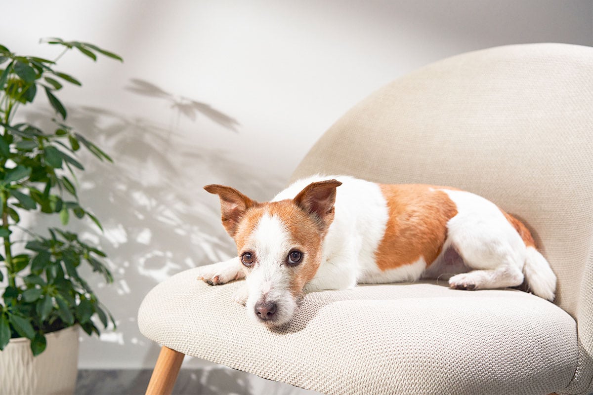 13 Stubborn Dog Breeds That Can’t Stay Off The Furniture 13 Stubborn Dog Breeds That Can’t Stay Off The Furniture