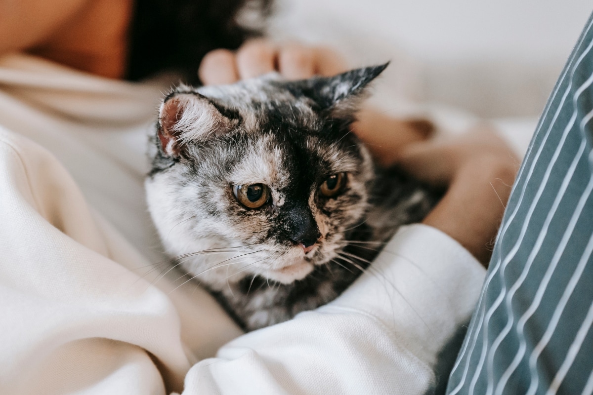 7 Signs Your Cat Is Secretly Plotting a Takeover 7 Signs Your Cat Is Secretly Plotting a Takeover