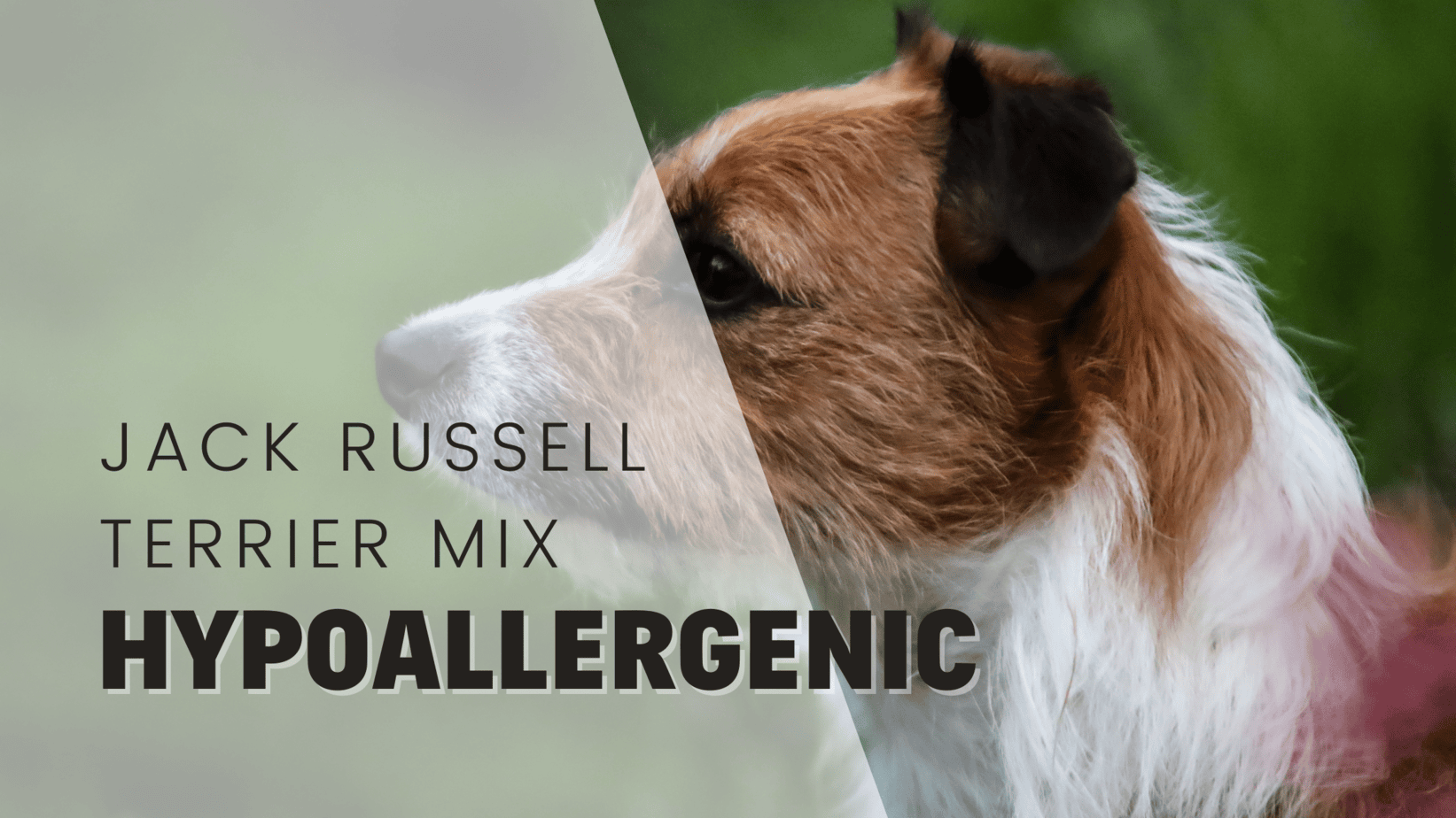 4 Hypoallergenic Jack Russell Terrier Mixes 4 Hypoallergenic Jack Russell Terrier Mixes