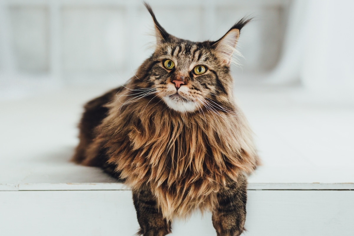 7 Signs Your Cat Is Secretly Plotting a Takeover 7 Signs Your Cat Is Secretly Plotting a Takeover