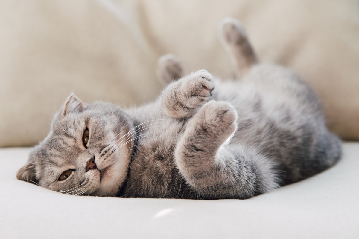 7 Signs Your Cat Wants You to Pamper Them More 7 Signs Your Cat Wants You to Pamper Them More