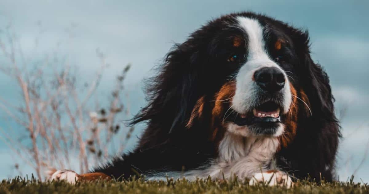 7 Things Every Bernese Mountain Dog Owner Should Know Before Bringing One Home 7 Things Every Bernese Mountain Dog Owner Should Know Before Bringing One Home
