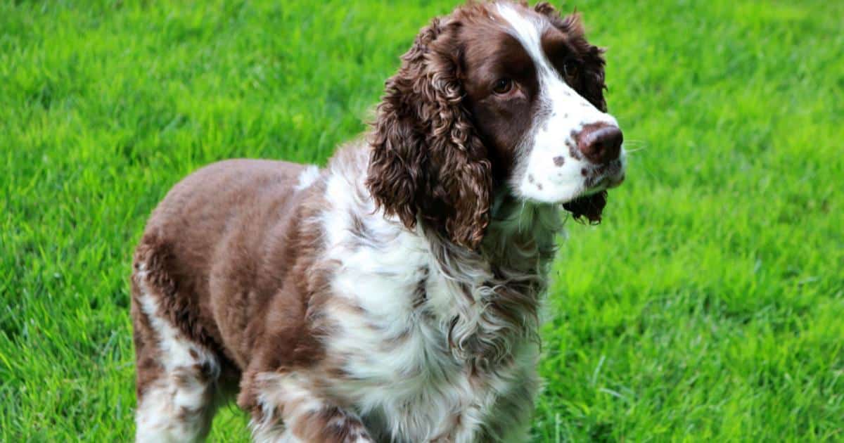 7 Things Every English Springer Spaniel Owner Should Know Before Bringing One Home 7 Things Every English Springer Spaniel Owner Should Know Before Bringing One Home