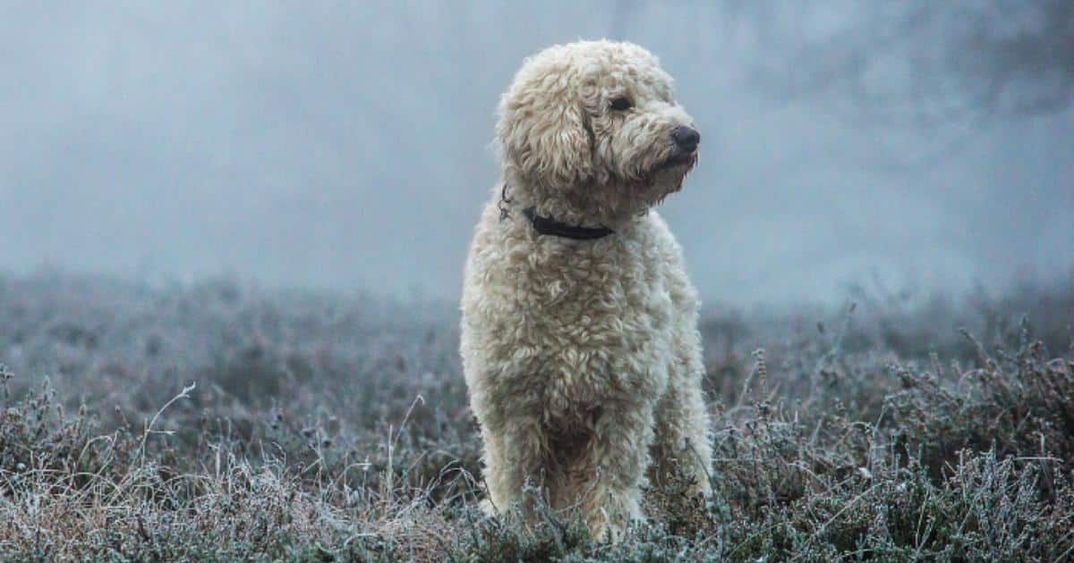 7 Things Every Goldendoodle Owner Should Know Before Bringing One Home 7 Things Every Goldendoodle Owner Should Know Before Bringing One Home