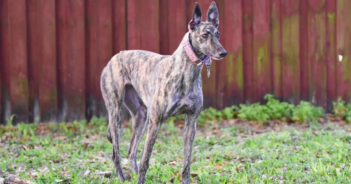 7 Things Every Greyhound Owner Should Know Before Bringing One Home 7 Things Every Greyhound Owner Should Know Before Bringing One Home