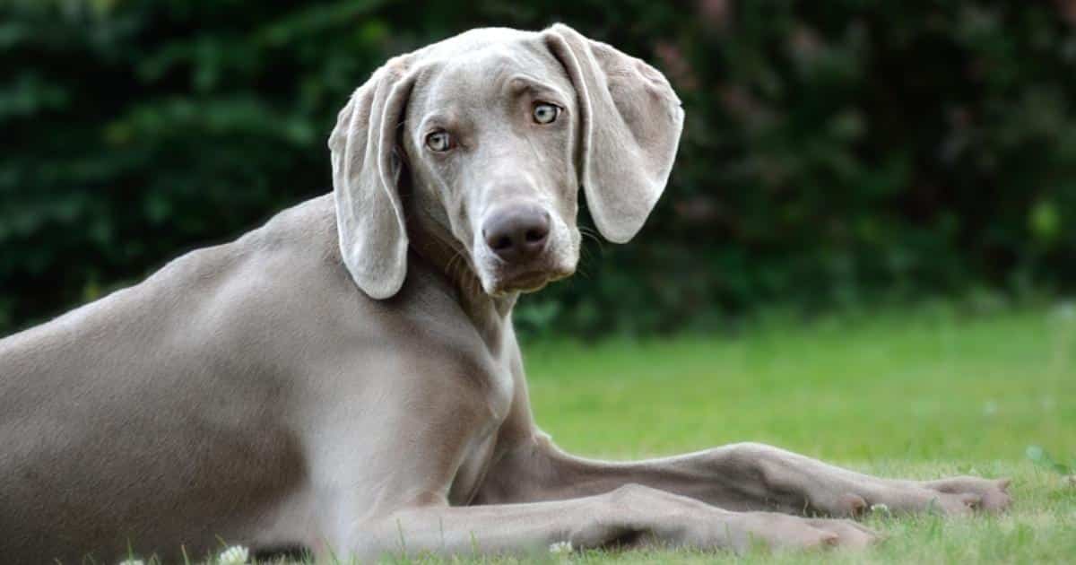 7 Things Every Weimaraner Owner Should Know Before Bringing One Home 7 Things Every Weimaraner Owner Should Know Before Bringing One Home