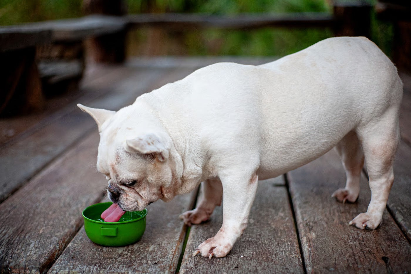 7 Ways to Boost Your Dog’s Nutrition – Petsworld