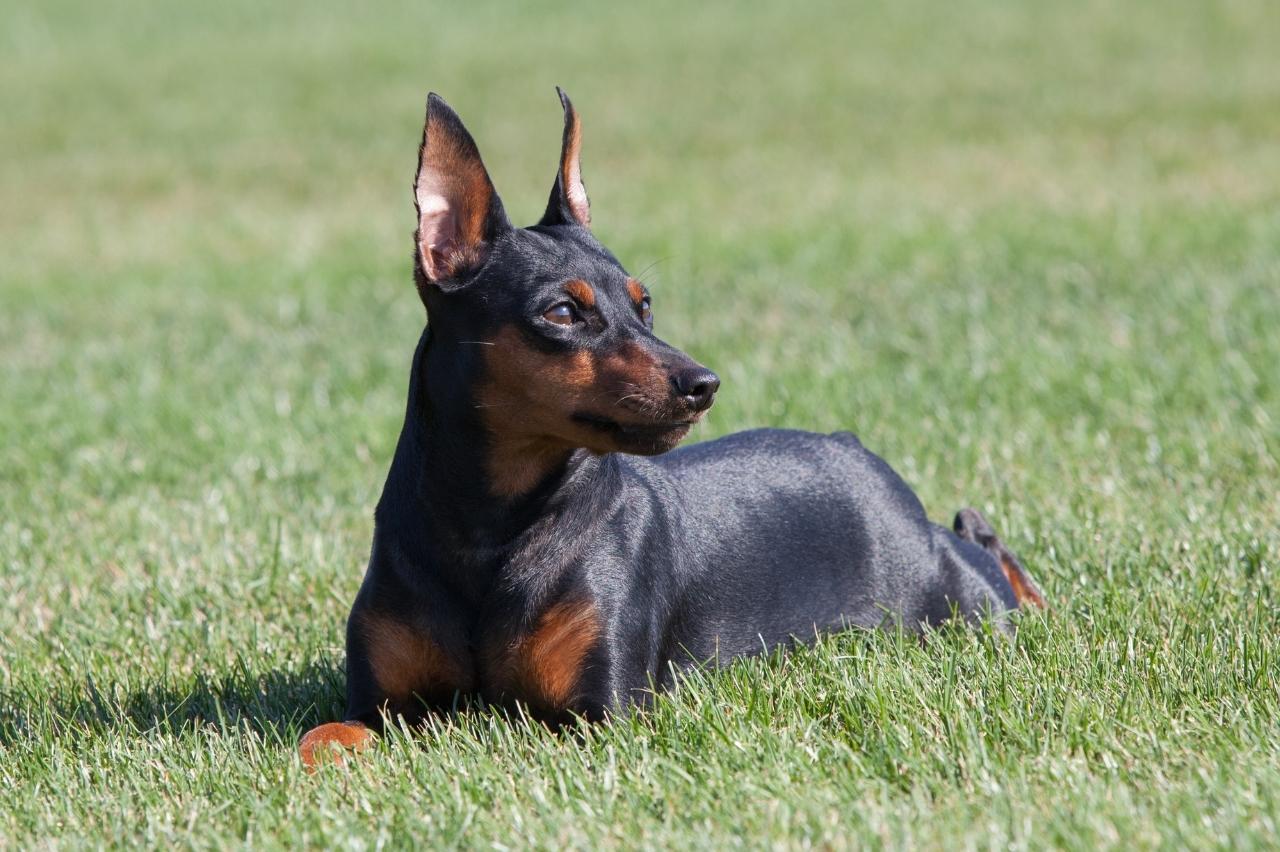 9 Best Bully Sticks for Miniature Pinschers 9 Best Bully Sticks for Miniature Pinschers