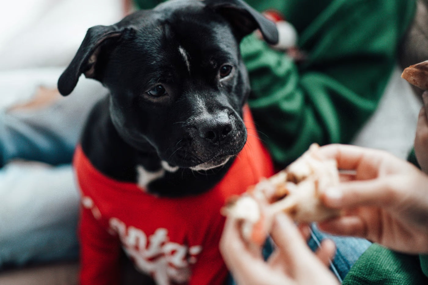 9 Healthy Dog Treats Every Pet Parent Should Try – Petsworld