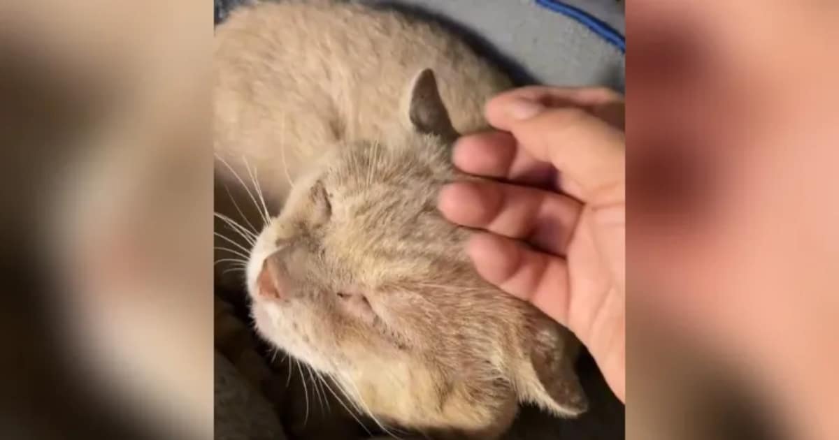 Abandoned Cat Finds His Perfect Companion After 6 Years Abandoned Cat Finds His Perfect Companion After 6 Years