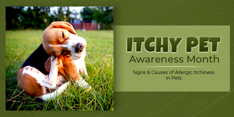 August – Itchy Pet Awareness Month: Signs & Causes of Allergic Itchiness in Pets August – Itchy Pet Awareness Month: Signs & Causes of Allergic Itchiness in Pets