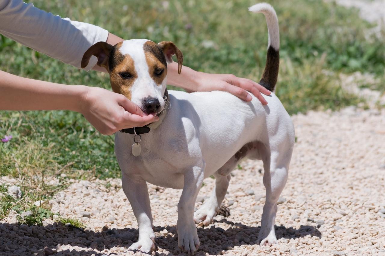 Best Pill Pockets for Jack Russells Best Pill Pockets for Jack Russells