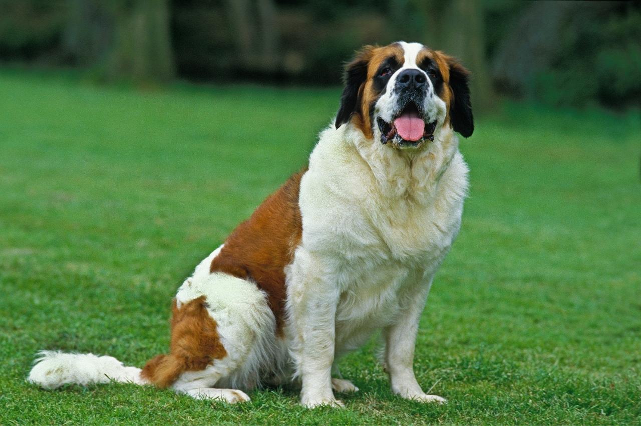 Best Pill Pockets for Saint Bernards Best Pill Pockets for Saint Bernards