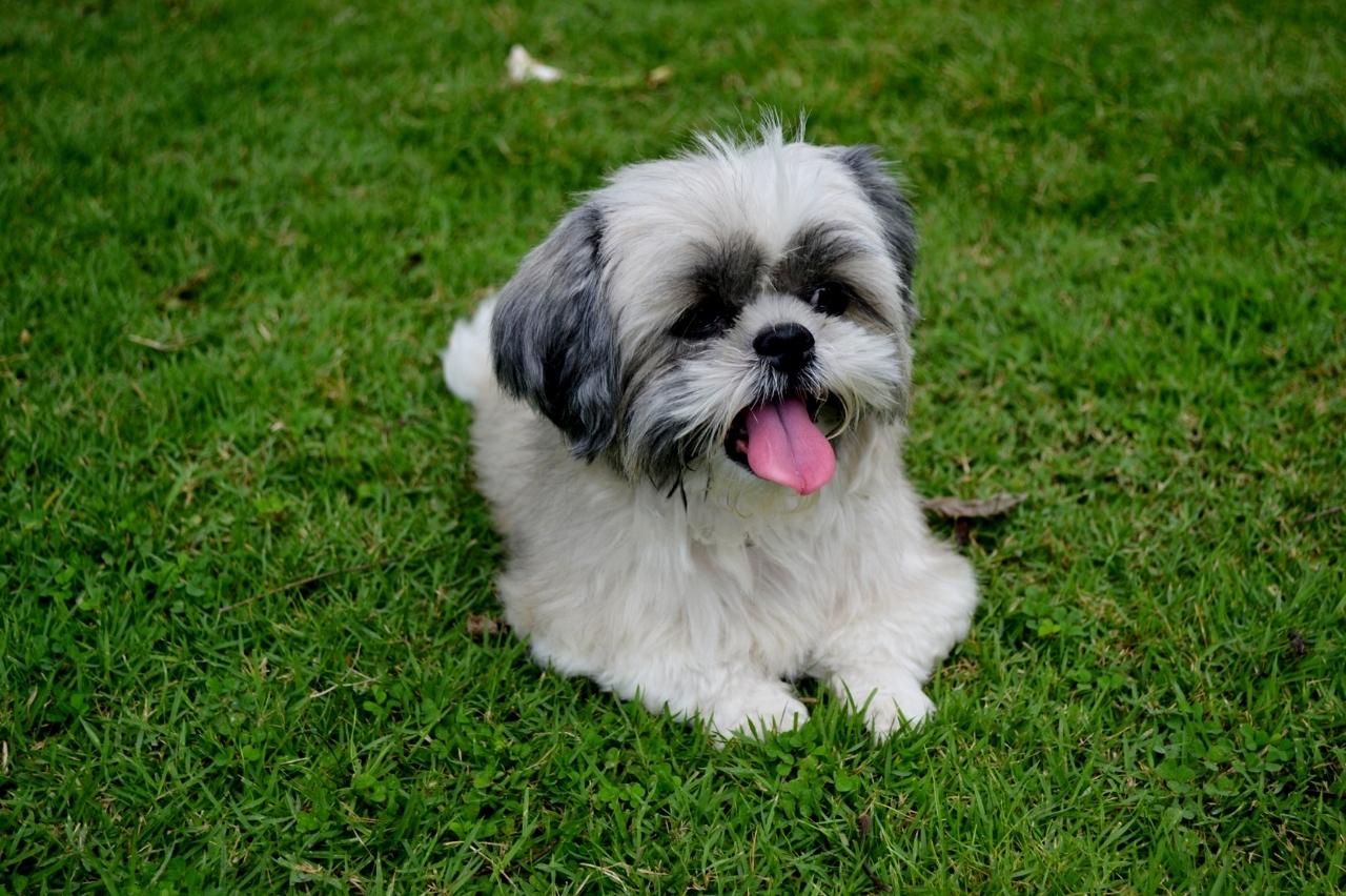 Best Pill Pockets for Shih Tzus