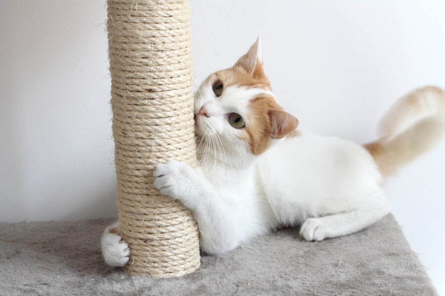 Best scratching posts and cat trees Best scratching posts and cat trees