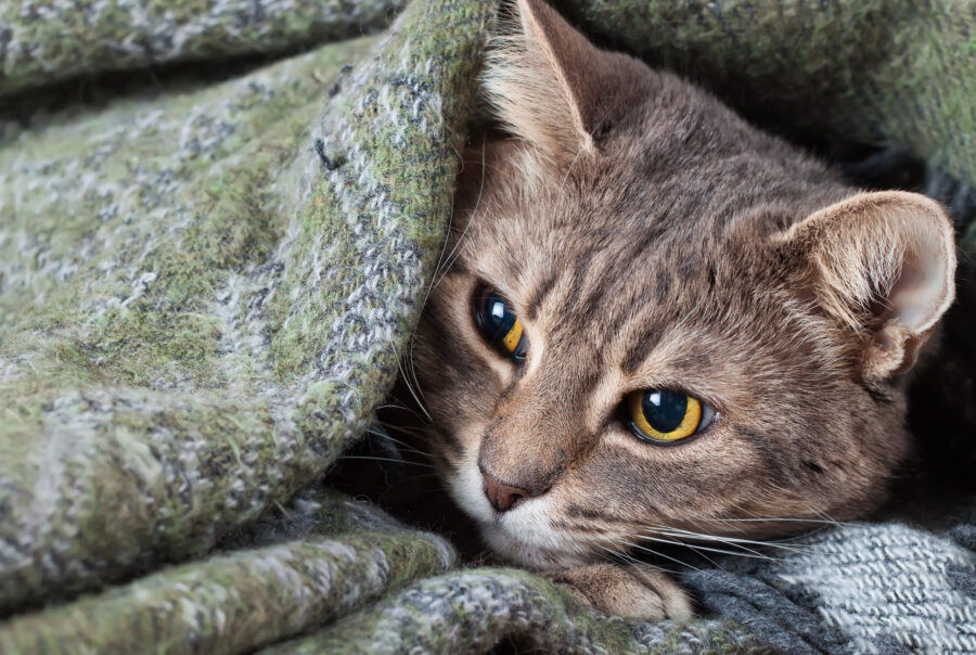 Can cats suffer from separation anxiety? Can cats suffer from separation anxiety?
