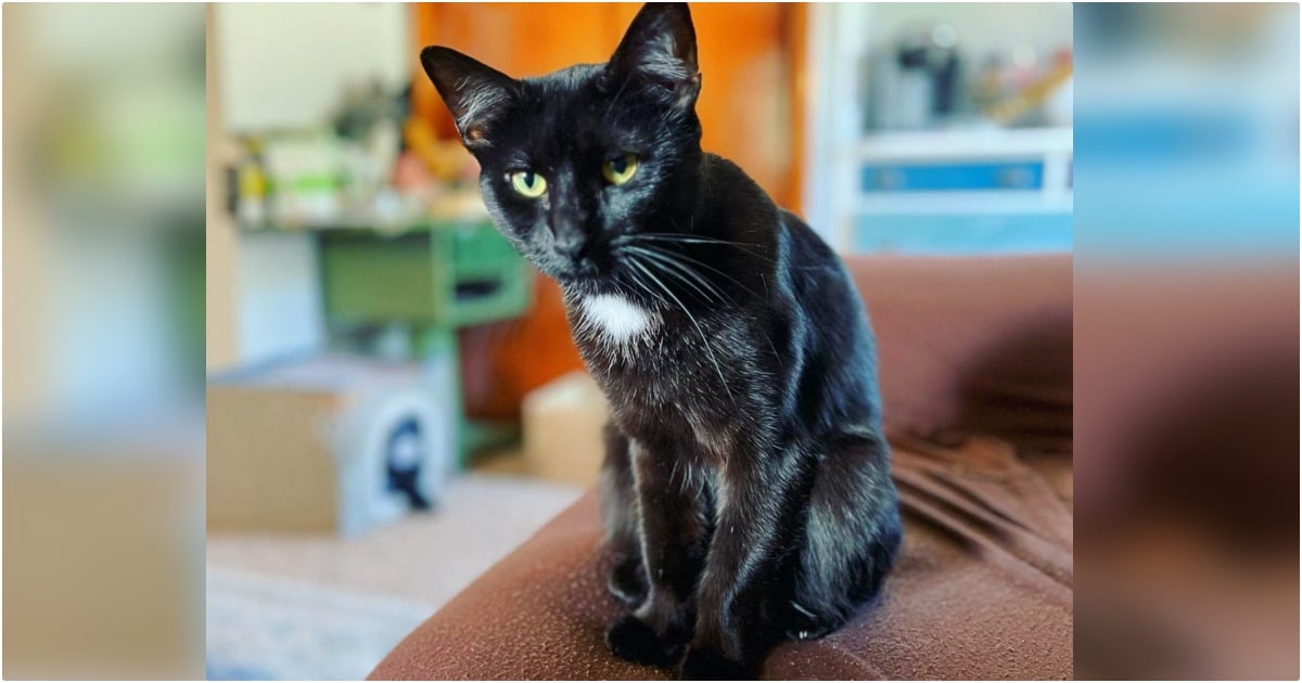 Cat Dropped Off At Shelter For Wanting Nighttime ‘Snugs’