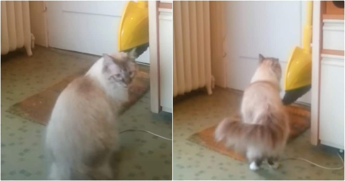 Cat Excitedly Waits For Soldier-Dad To Walk Through The Door