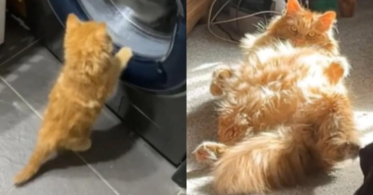 Cat Mom Chronicles Maine Coon’s Journey from Tiny Kitten to “Gentle Giant”