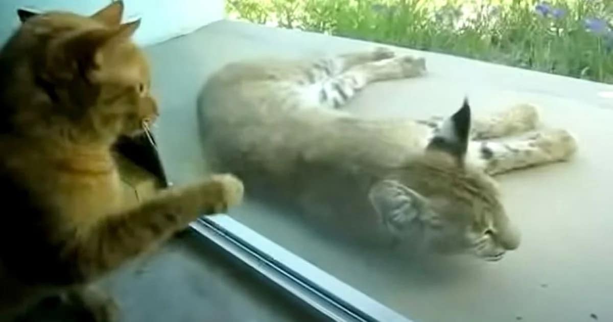 Cat Paws at Door After Spotting Bobcat Outside, Mom Films Hilarious Reaction