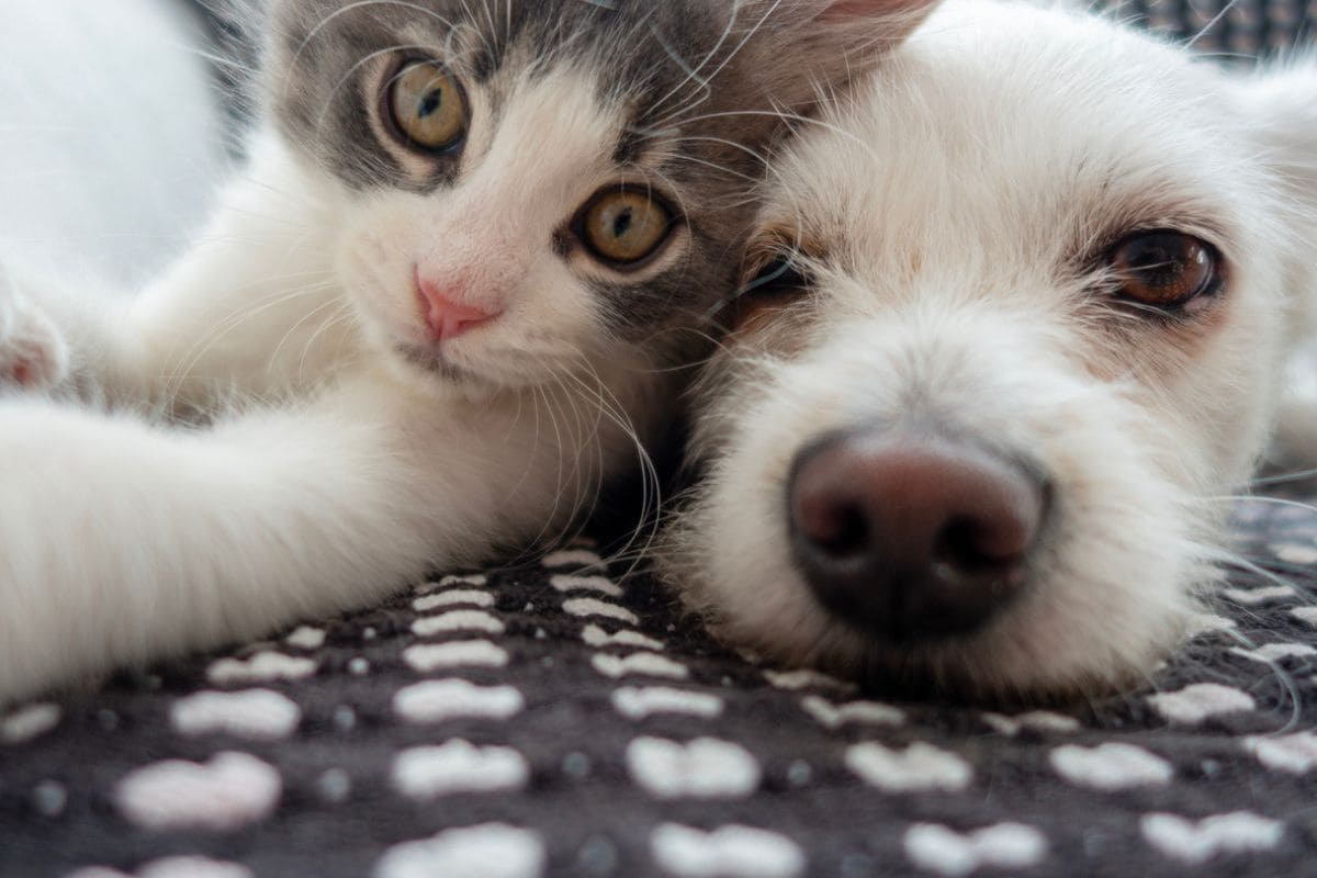 Cats or Dogs: Who Really Wins the Battle of Intelligence? Cats or Dogs: Who Really Wins the Battle of Intelligence?