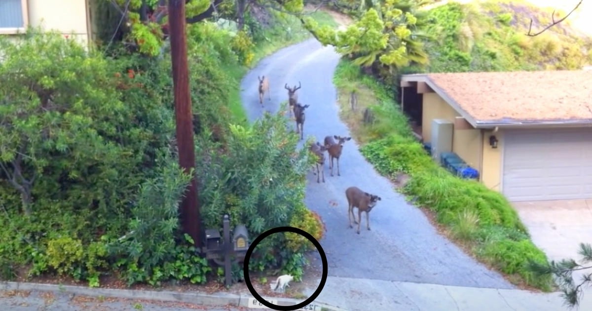 Deer Cautiously Approaches Corner, Sparking a Curious Encounter with a Cat