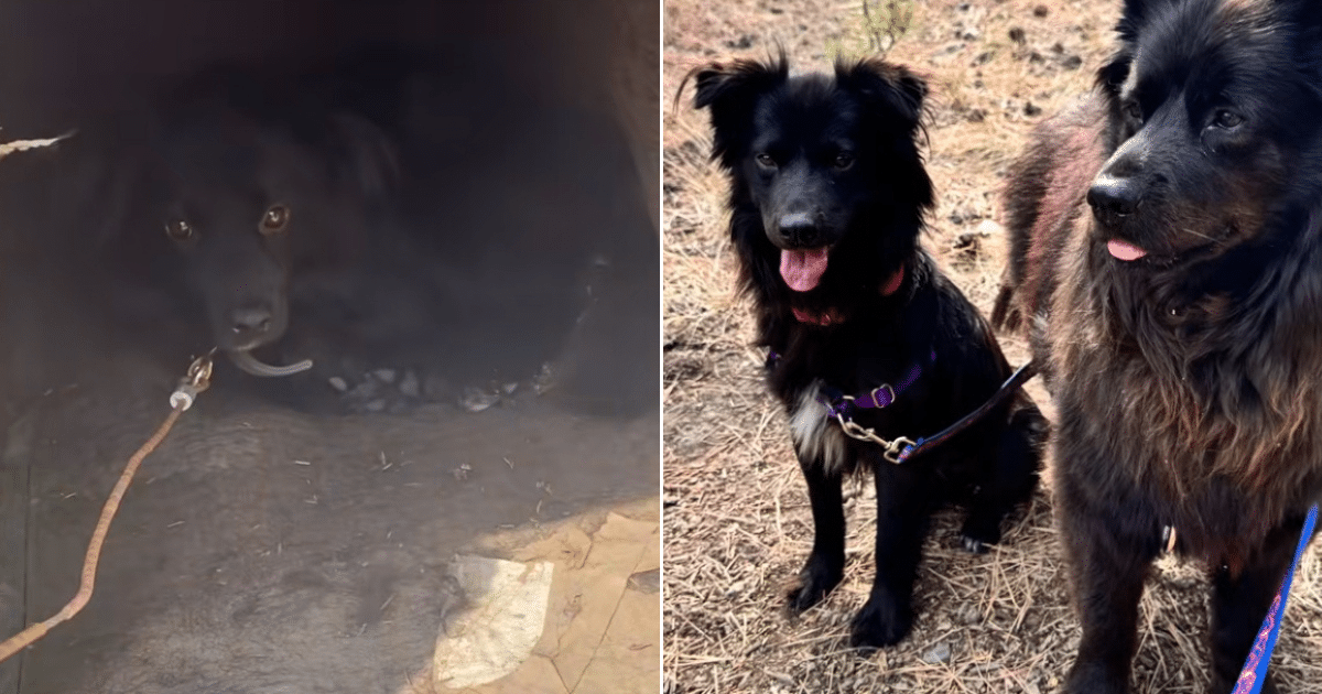 Dog Chained Outside and Fed Every 2-Weeks Finally Finds Loving Home He Deserved Dog Chained Outside and Fed Every 2-Weeks Finally Finds Loving Home He Deserved