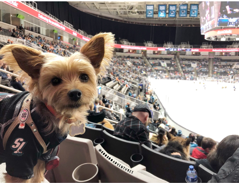Dog Friendly Hockey Games – 2024 / 2025 Season Dog Friendly Hockey Games – 2024 / 2025 Season
