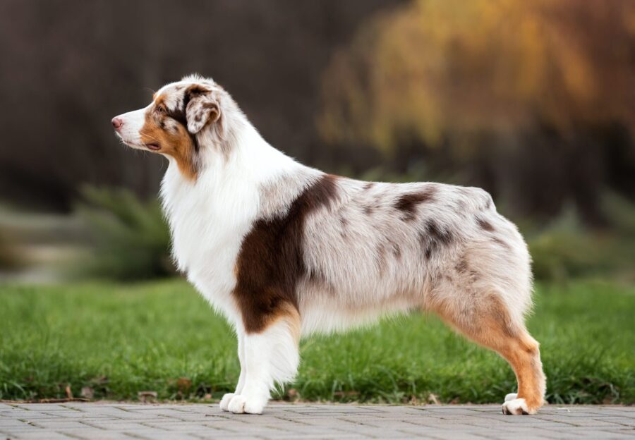 Dog posture and health | Animal Wellness Magazine Dog posture and health | Animal Wellness Magazine