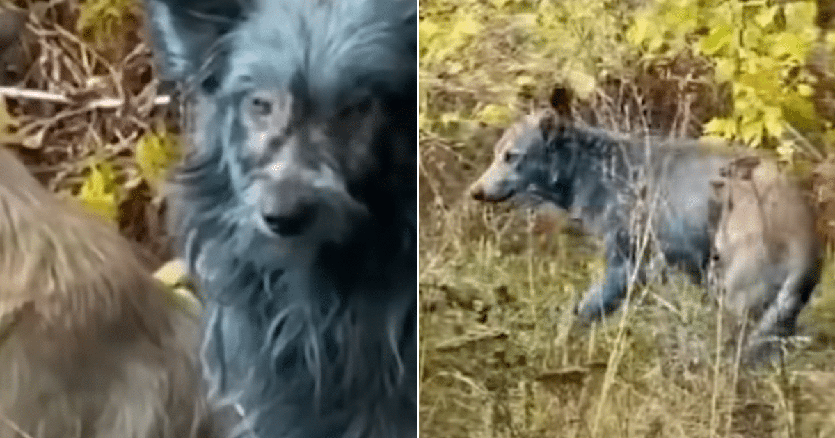 Dogs In Chernobyl Turn Blue, Show Rare Blue Fur Coloring Dogs In Chernobyl Turn Blue, Show Rare Blue Fur Coloring