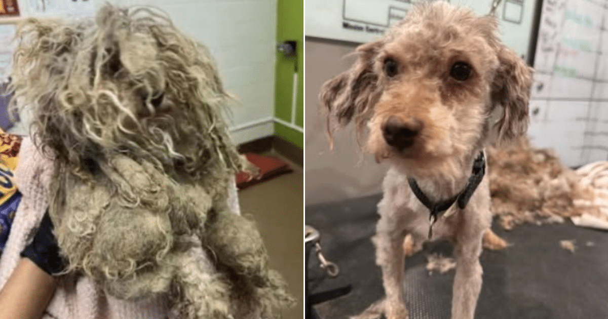 Dog’s Matted Fur Froze His Tail in Place Until Rescuers Set Him Free Dog’s Matted Fur Froze His Tail in Place Until Rescuers Set Him Free