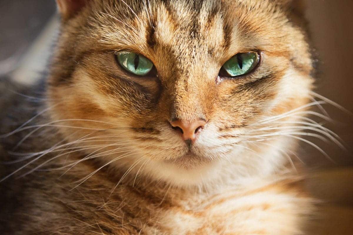 Even out of sight, your cat knows exactly where you are Even out of sight, your cat knows exactly where you are