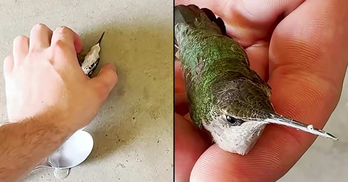 Firefighter Saves a Tiny Hummingbird and Witnesses Something Incredible