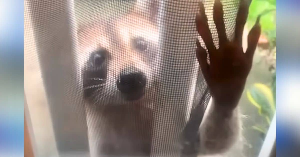 Friendly Mama Raccoon Brings Her Babies to Meet Her Human Friend