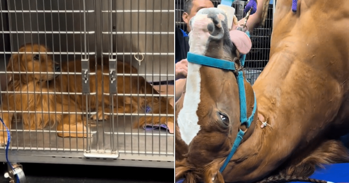 Golden Retriever’s Hilarious Reaction to Horse at Vet Has Millions Laughing Online