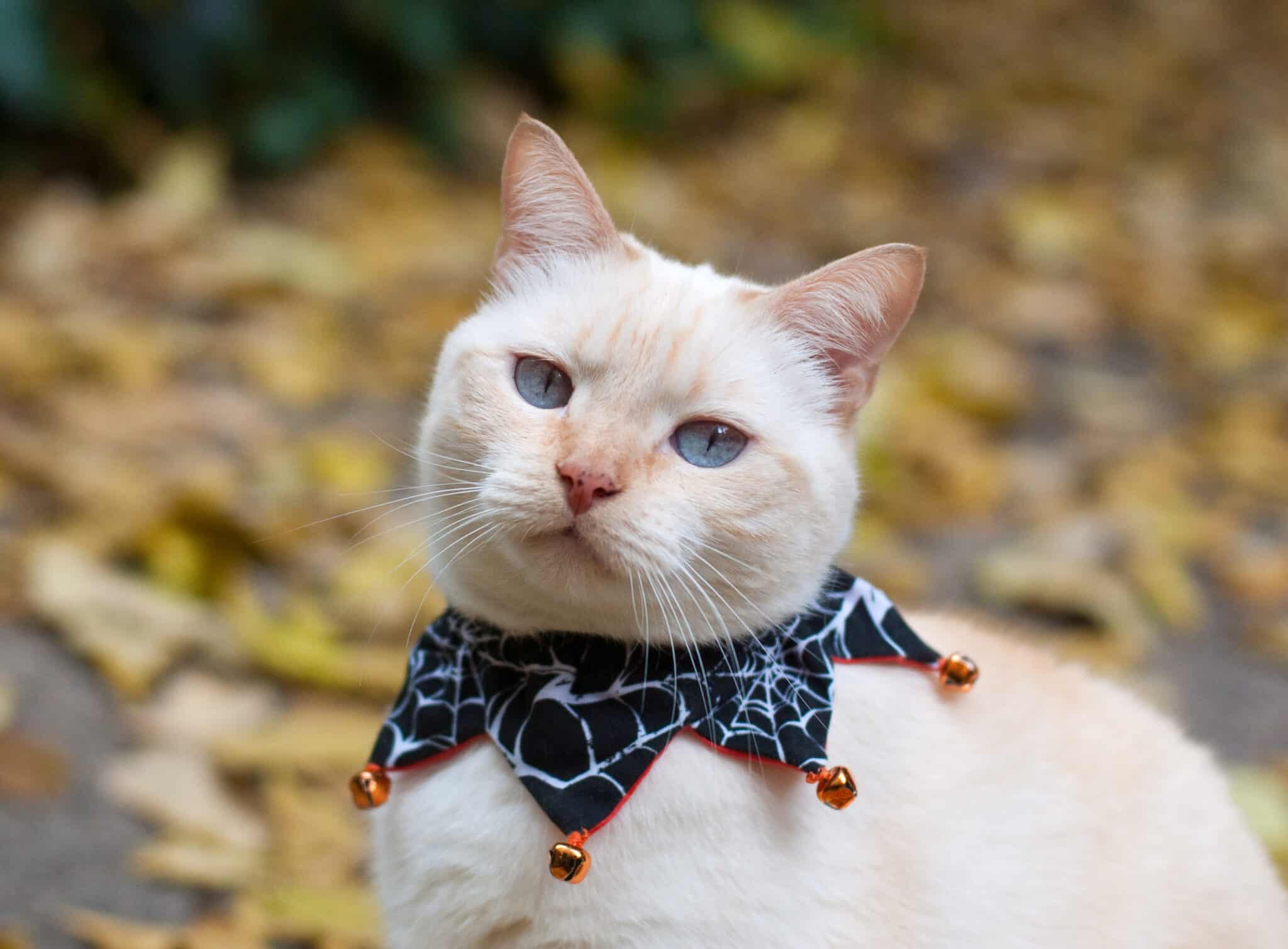 Halloween Cat Costumes That Mix Feline Magic And Mischief
