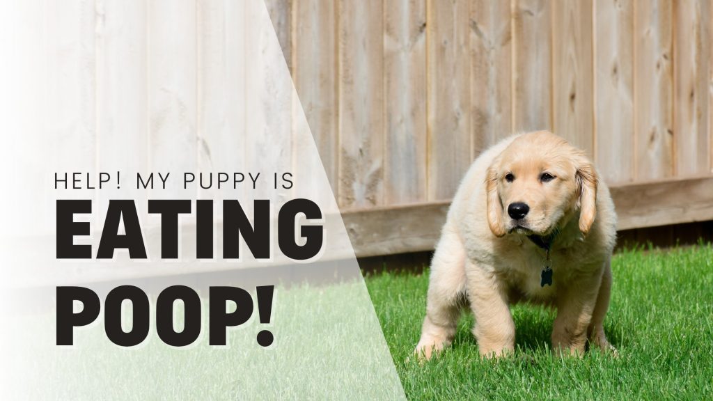 Help! My Puppy Keeps Eating Poop Help! My Puppy Keeps Eating Poop
