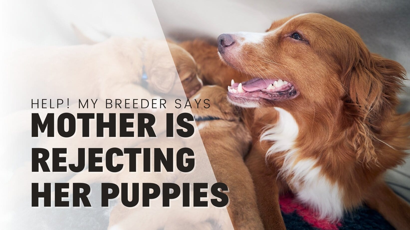 Help! Our Breeder Says Mother Dog Is “Rejecting” Her 4–6 Week Puppies?