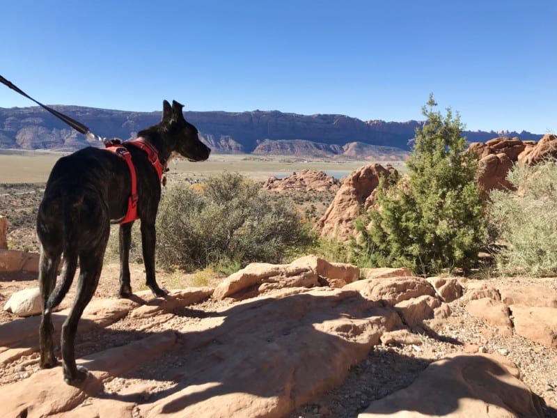 Hiking With Dogs – 7 Essentials For Desert Trails Hiking With Dogs – 7 Essentials For Desert Trails