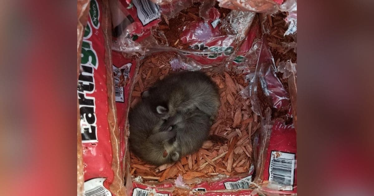 Home Depot Staff Find Heart-Shaped Nest of Baby Animals in Mulch Display