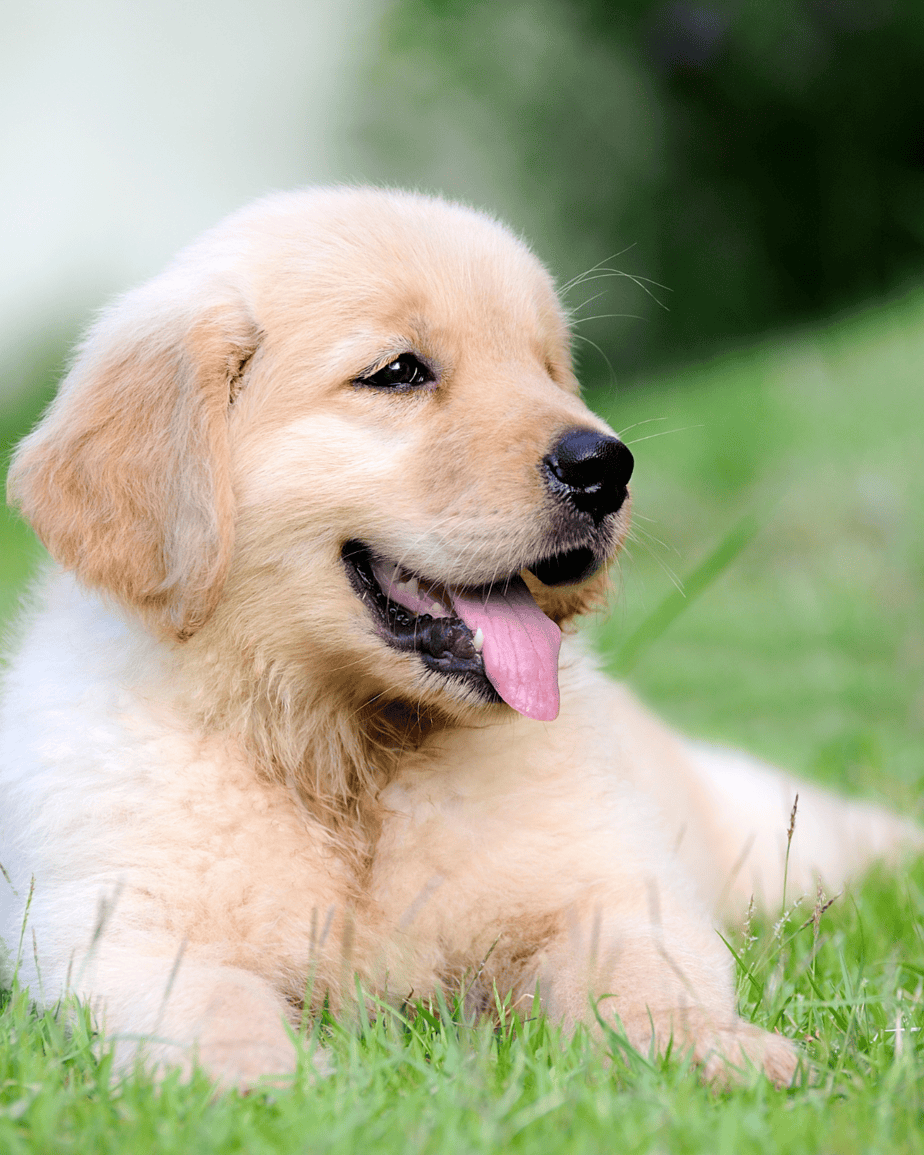 How to Set Up a Puppy Play Pen: From a Professional Dog Trainer How to Set Up a Puppy Play Pen: From a Professional Dog Trainer